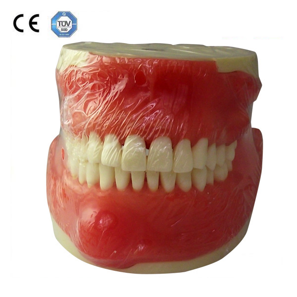 synthetic training model for oral surgery